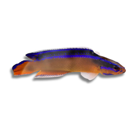 Pseudochromis aldabrensis 3,5 cm