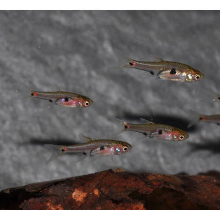 Boraras naevus (Microrasbora) rouge 1,5 cm (s)