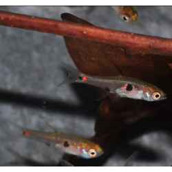 Boraras naevus (Microrasbora) rouge 1 cm (s)