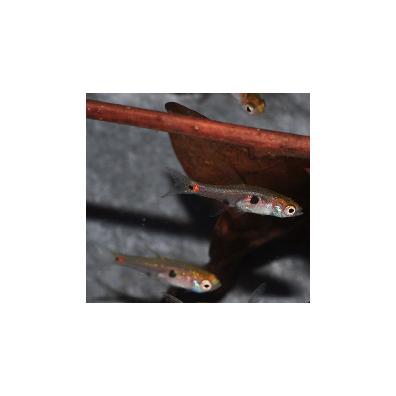 Boraras naevus (Microrasbora) rouge 1 cm (s)
