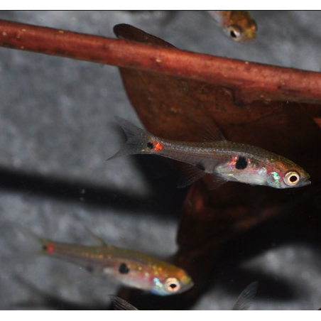 Boraras naevus (Microrasbora) rouge 1 cm (s)