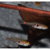 Boraras naevus (Microrasbora) rouge 1 cm (s)