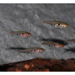 Boraras naevus (Microrasbora) rouge 1 cm (s)