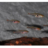 Boraras naevus (Microrasbora) rouge 1 cm (s)