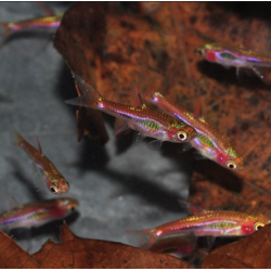 Boraras brigittae (Rasbora moustique) 1 cm (s) à seulement 2,40 €