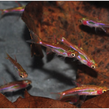 Boraras brigittae (Rasbora moustique) 1 cm (s)