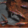 Boraras brigittae (Rasbora moustique) 1 cm (s)