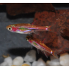 Boraras brigittae (Rasbora moustique) 1 cm (s)