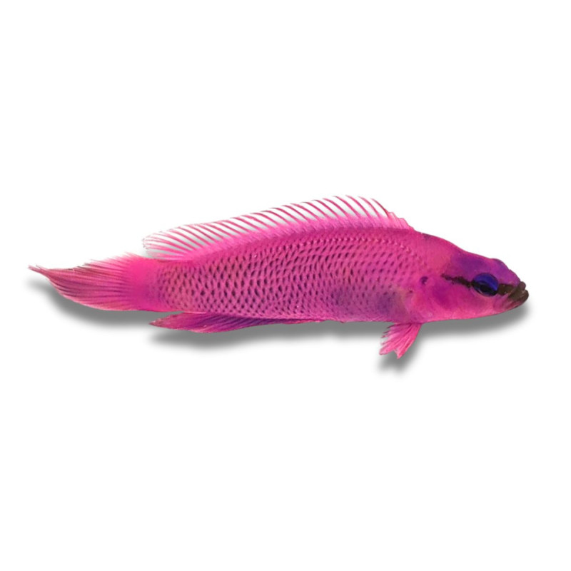 Pseudochromis fridmani 4-4,5 cm Pseudochromis fridmani 4-4,5 cm