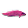 Pseudochromis fridmani 4-4,5 cm