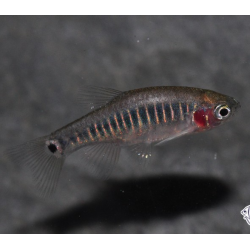 Microrasboras erythromicron 2 cm