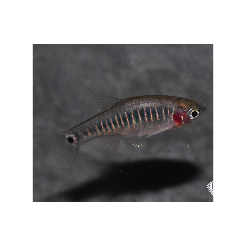 Microrasboras erythromicron 2 cm