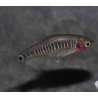 Microrasboras erythromicron 2 cm