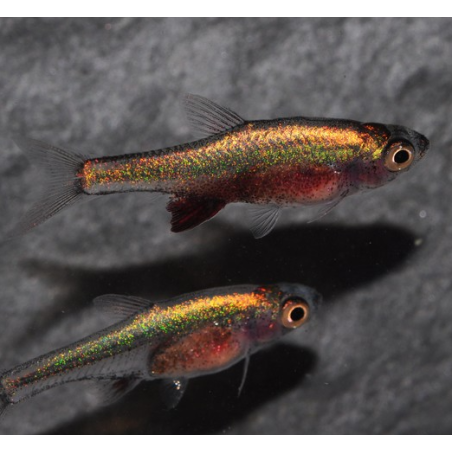 Sundadanio axelrodi (Rasbora bleu) 1,5 cm (s)