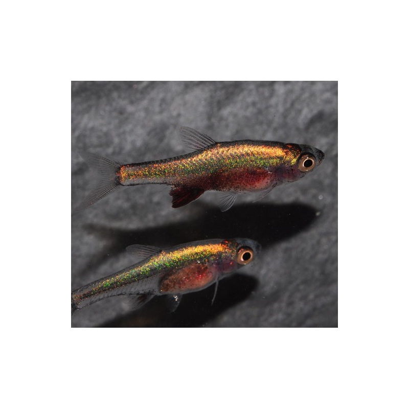 Sundadanio axelrodi (Rasbora bleu) 1 cm (s)