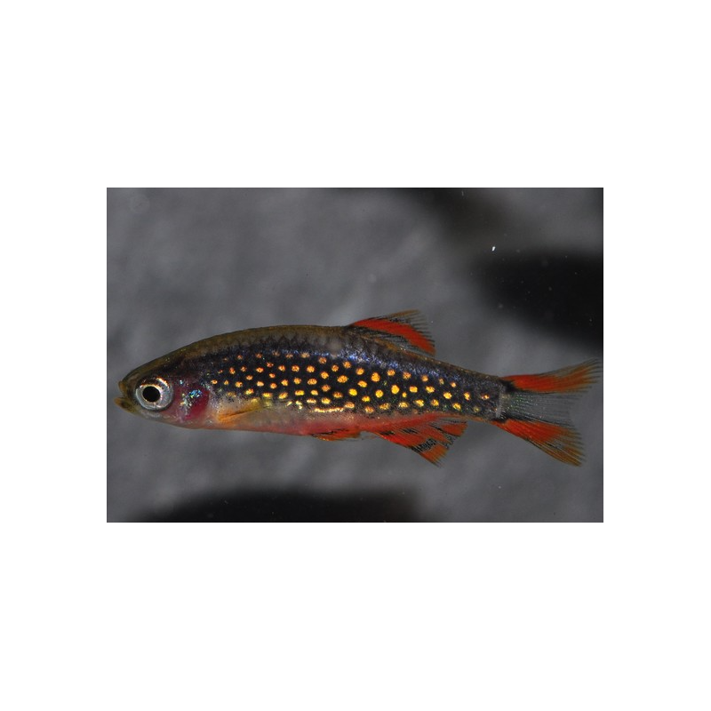 Celestichtys margaritatus (Microrasboras galaxy) inférieur 1 cm