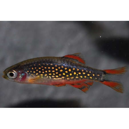 Celestichtys margaritatus (Microrasboras galaxy) inférieur 1 cm