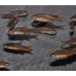 Celestichtys margaritatus (Microrasboras galaxy) inférieur 1 cm