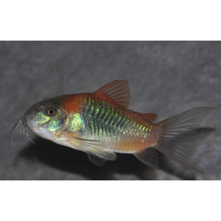 Corydoras venezuelanus 2 cm