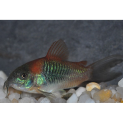 Corydoras venezuelanus 2 cm