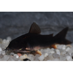 Corydoras black venezuela 3,5 cm