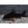 Corydoras black venezuela 3,5 cm