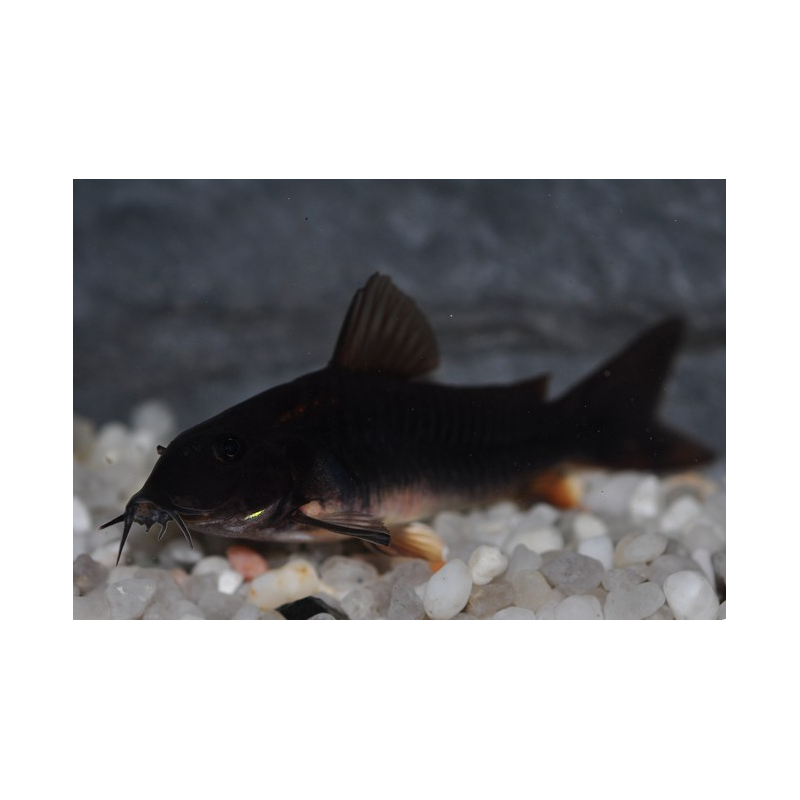 Corydoras sp black venezuela 3 cm