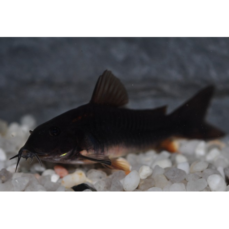 Corydoras sp black venezuela 3 cm