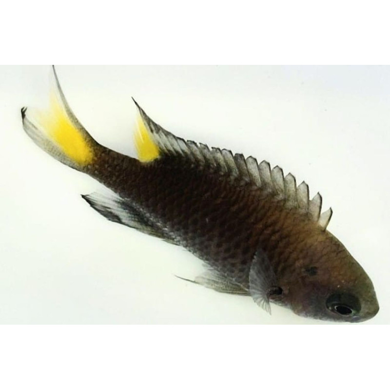 Neopomacentrus azysron 3 cm Neopomacentrus azysron 3 cm