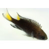 Neopomacentrus azysron 3 cm