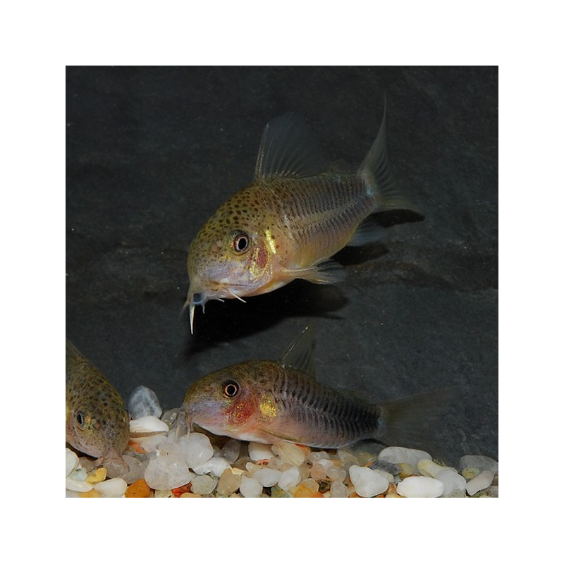 Corydoras similis 2,5 cm
