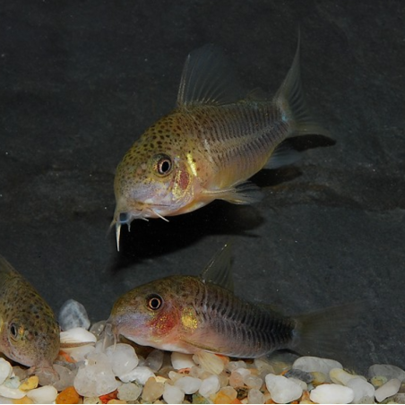 Corydoras similis 2,5 cm