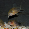 Corydoras similis 2,5 cm