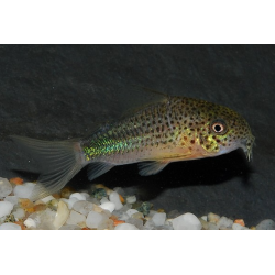Corydoras similis 2,5 cm