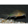 Corydoras similis 2,5 cm