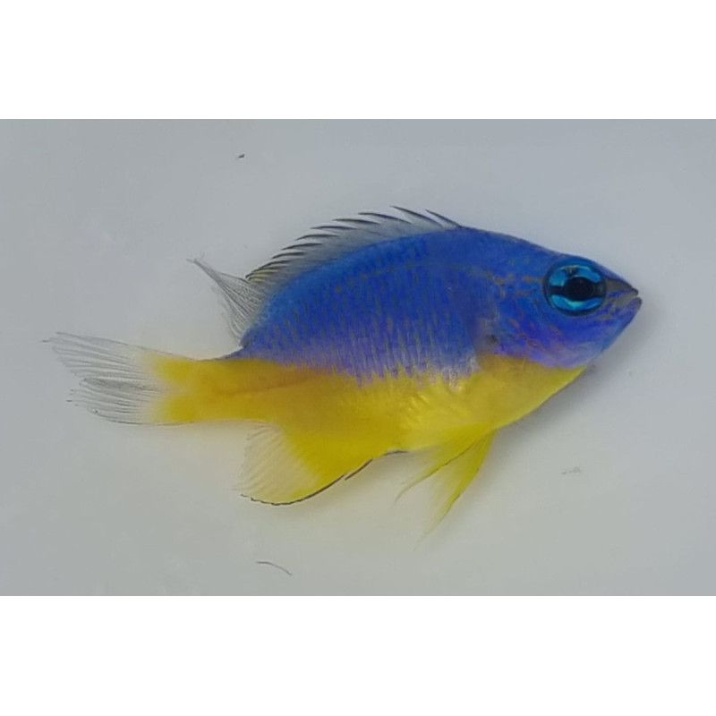 Chrysiptera hemicyanea 4-4,5 cm