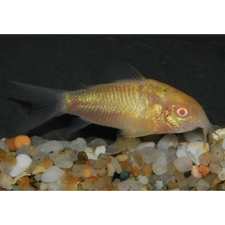 Corydoras aeneus (Corydoras schultzei) albinos 4-4,5 cm