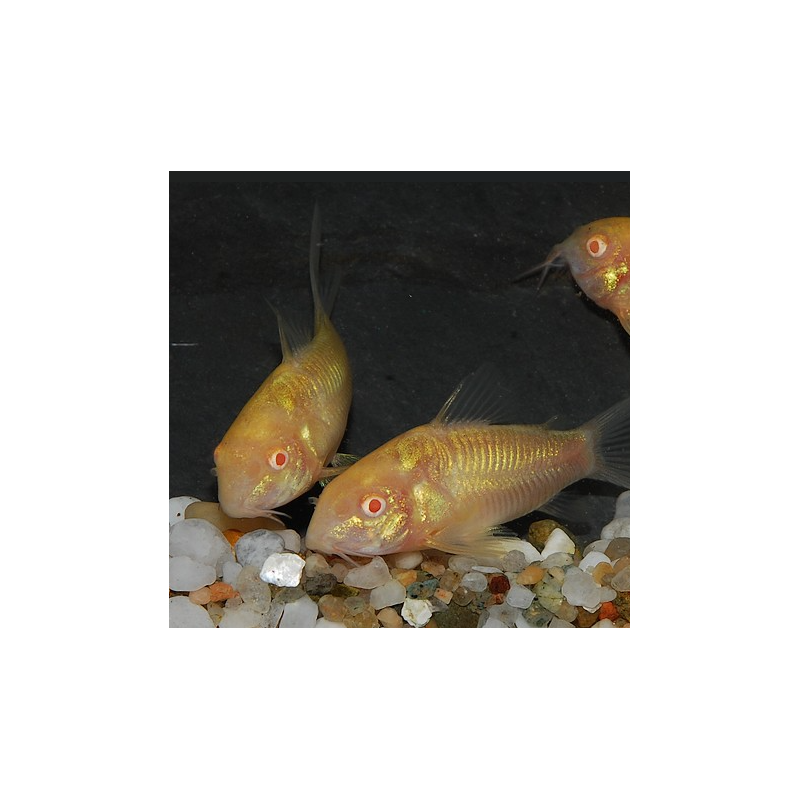 Corydoras aeneus (Corydoras schultzei) albinos 2 cm