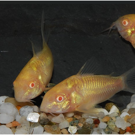 Corydoras aeneus (Corydoras schultzei) albinos 2 cm