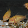 Corydoras aeneus (Corydoras schultzei) albinos 2 cm
