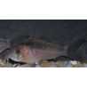 Corydoras rabauti 4-4,5 cm