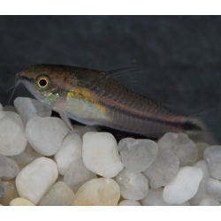 Corydoras pygmaeus 2 cm (s)