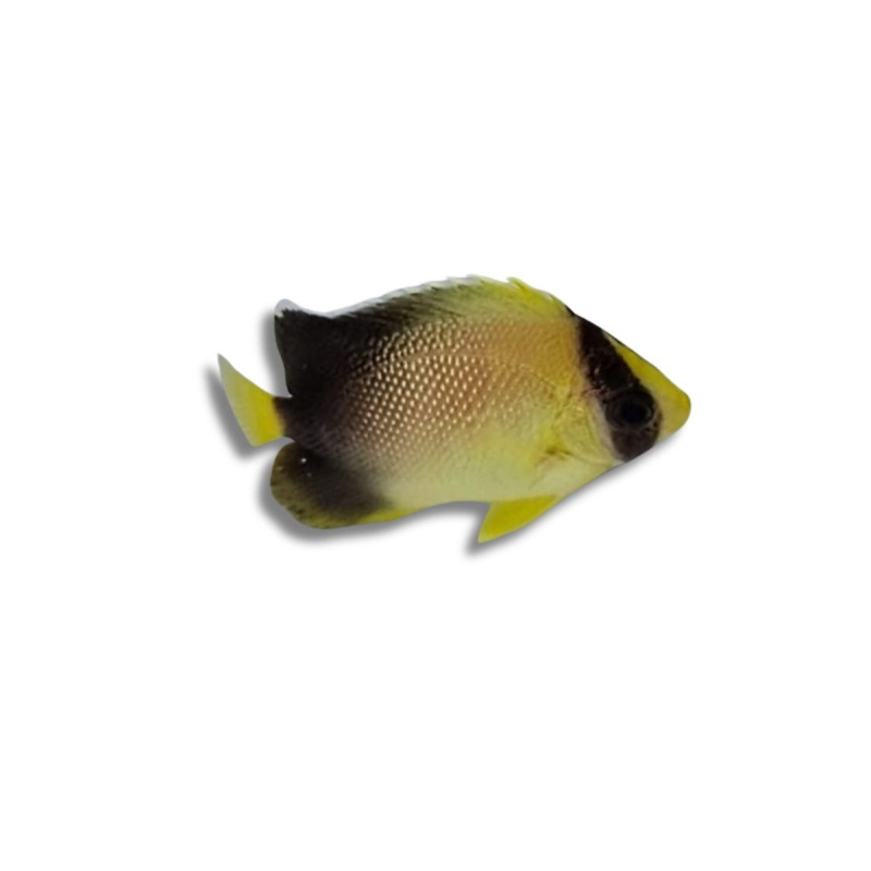 Apolemichtis xanthurus 4-4,5 cm Apolemichtis xanthurus 4-4,5 cm