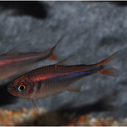 Hyphessobrycon wadai 2 cm