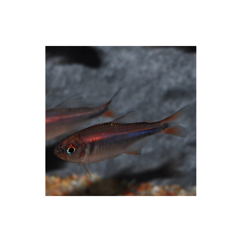 Hyphessobrycon wadai 2 cm
