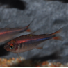 Hyphessobrycon wadai 2 cm