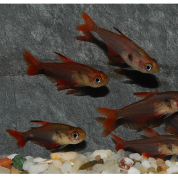 Hyphessobrycon sweglesi (Tétra fantôme rouge) 2,5 cm