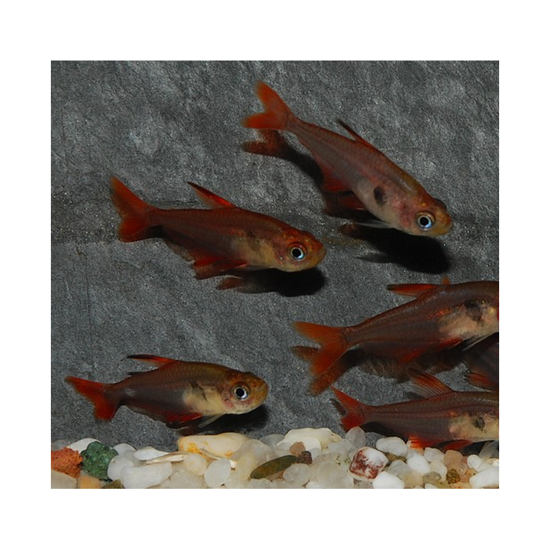 Hyphessobrycon sweglesi (Tétra fantôme rouge) 2 cm