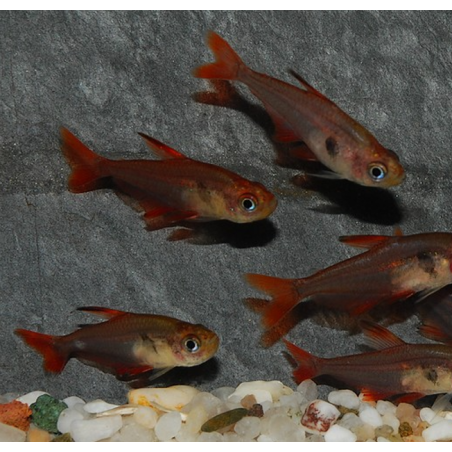 Hyphessobrycon sweglesi (Tétra fantôme rouge) 2 cm