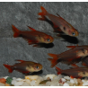 Hyphessobrycon sweglesi (Tétra fantôme rouge) 2 cm
